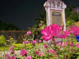 Đồng Hới: Hoa Hồng Nở Rực Rỡ Bên Dòng Nhật Lệ Thơ Mộng