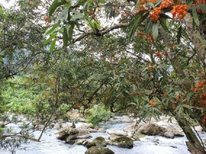 Hoa vàng anh rực rỡ giữa di sản Quảng Bình