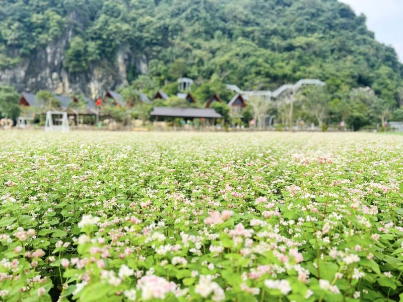 Vườn hoa Phong Nha đẹp nhất