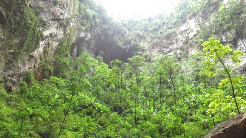 rừng tại hố sụt 2